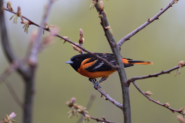 Baltimore Oriole on Saginaw Bay Birding Trail
