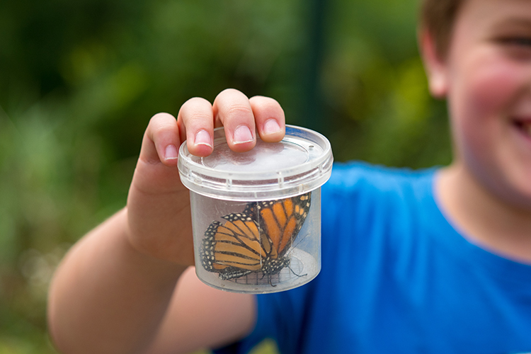 Monarch Butterfly temporarily captured for study on SBLC conserved property 