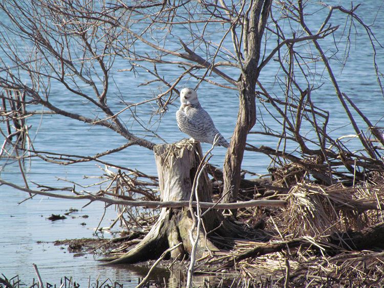Snowy Owl seen on Nayanquing Point tour.