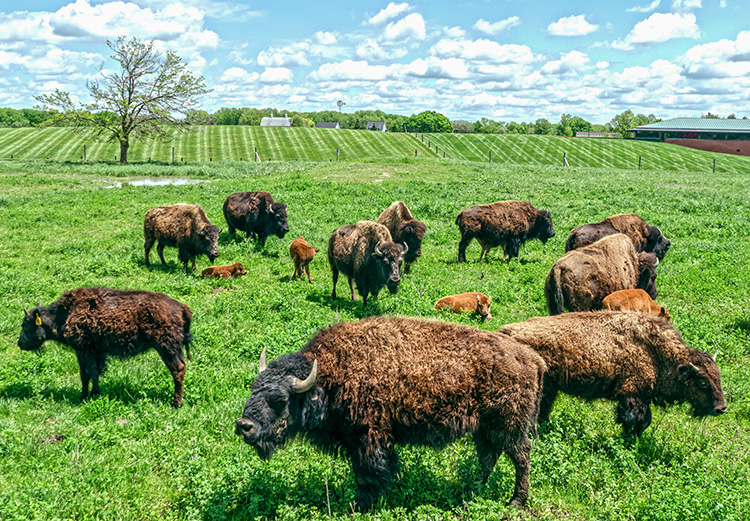 Bison at Domino's Farms