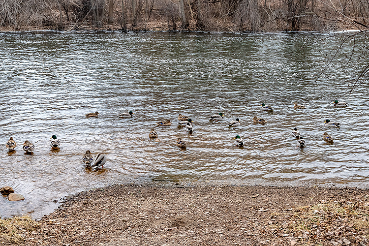 Ducks gathering by the Barton Dam on the Huron River