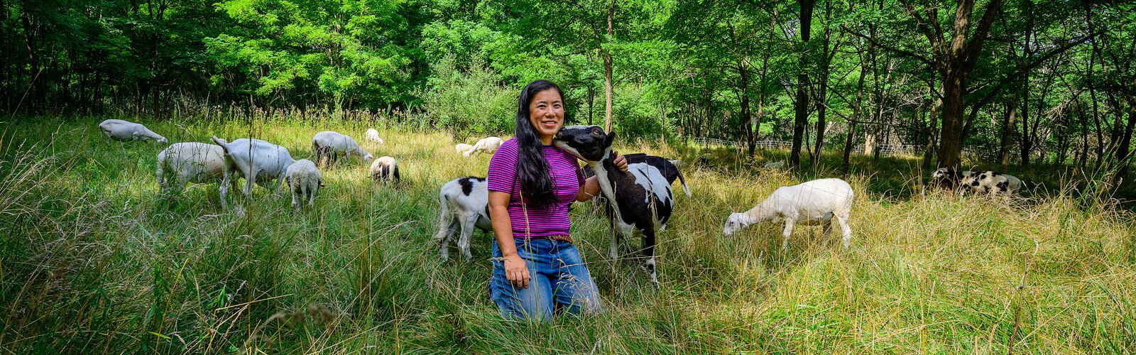 Project Mow owner Yuko Frazier with some of her sheep.