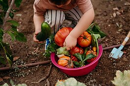 Child picking tomatoes