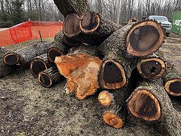 Trees cut for AAPS' new Pathways to Success academic campus expansion.