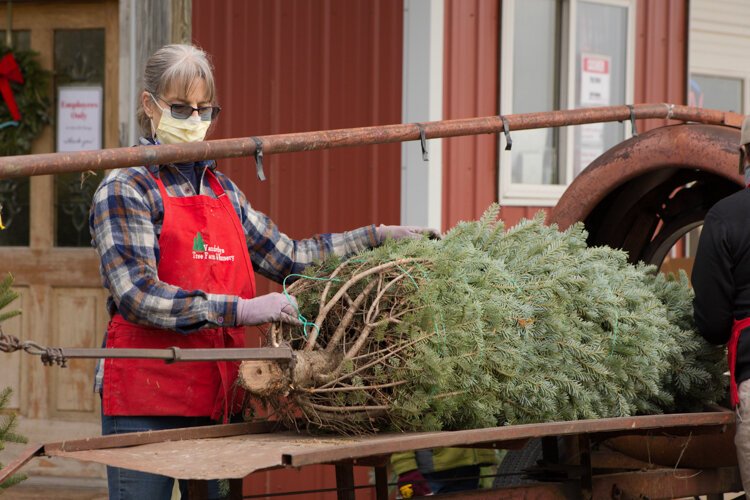 The Rudy family's 7-foot Fraser Fir tree is put through a tree baler, which puts a wrap around the tree making it more compact and less likely to be damaged during transportation.