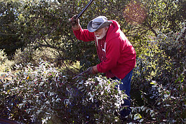 Paul Siers harvests the berries from Autumn Olive shrubs on his farm