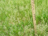 Union Township has made great strides resolving tall grass and noxious weeds complaints. Local ordinances say their height cannot exceed 12 inches.