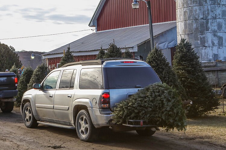 A fresh-cut Christmas tree is loaded onto the back of a customer's car to be transported home. 