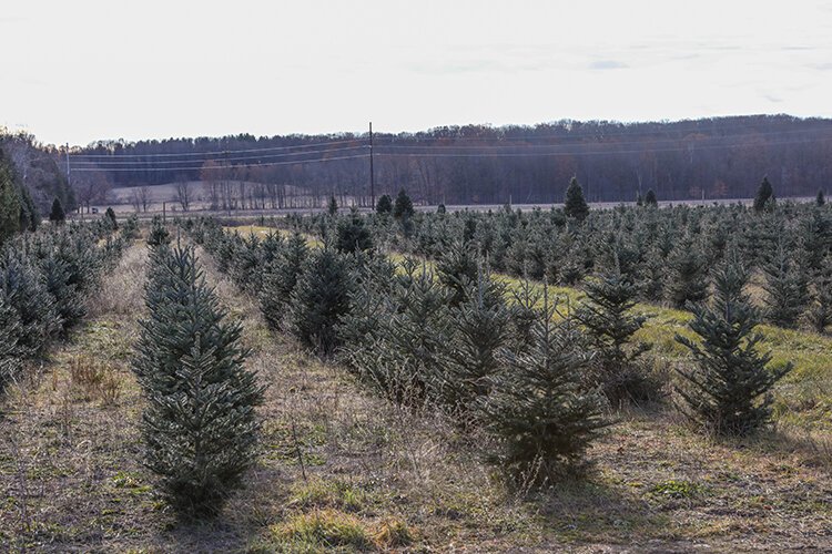 Swan's Christmas Tree Farm originally focused on Blue Spruce trees. Now, they primarily offer Frasier Fir, Canaan Fir, and Balsam Fir as well.