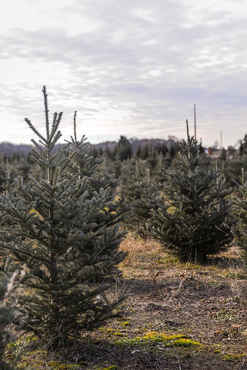 Swan's Christmas Tree Farm in Weidman, Michigan has been family-owned and operated for more than 50 years.