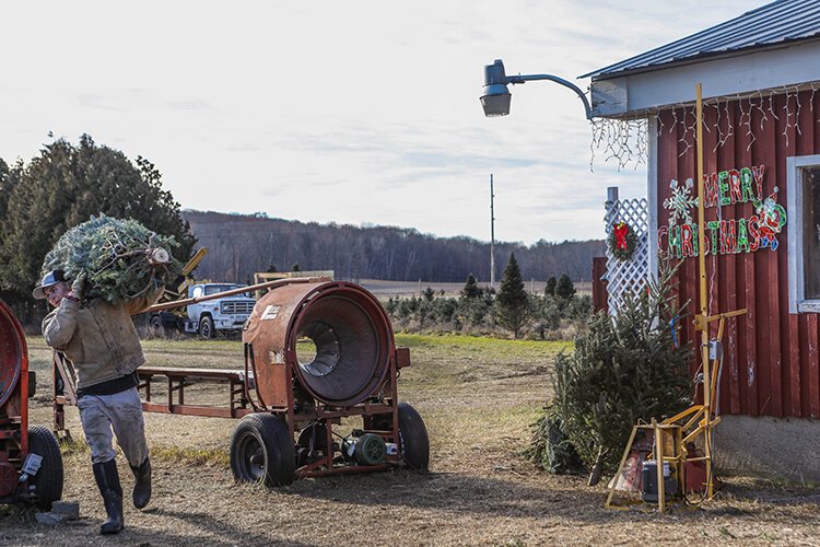 An employees at Swan's Christmas Tree Farm carries a tree to a customer's car.