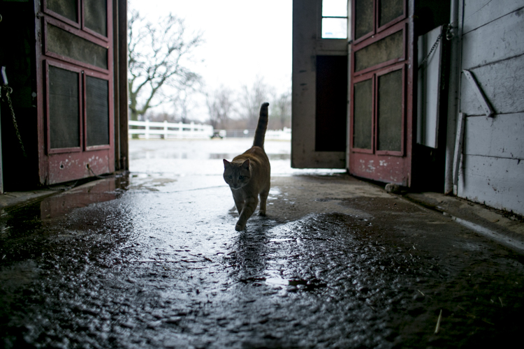 Ceasar the cat walks in the barn.