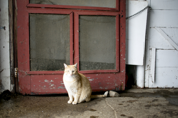 Ceasar the cat sits in the barn