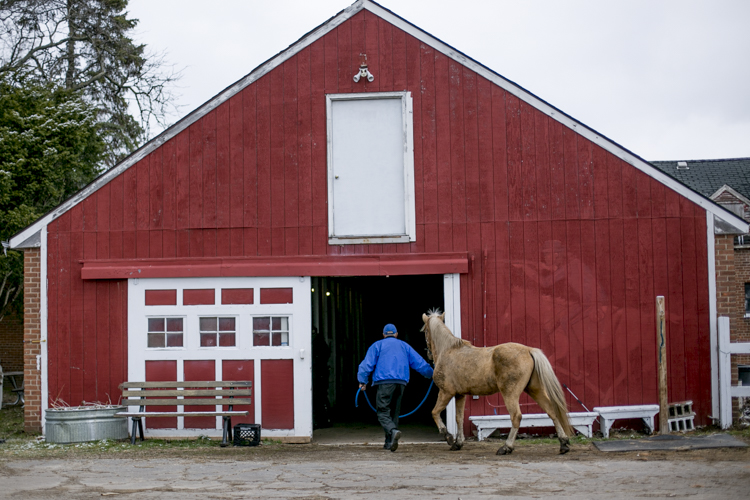  James Mills brings a horse into the barn.