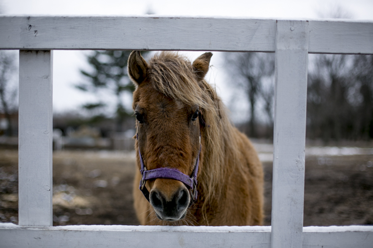 A horse looks through a gate near the barn.