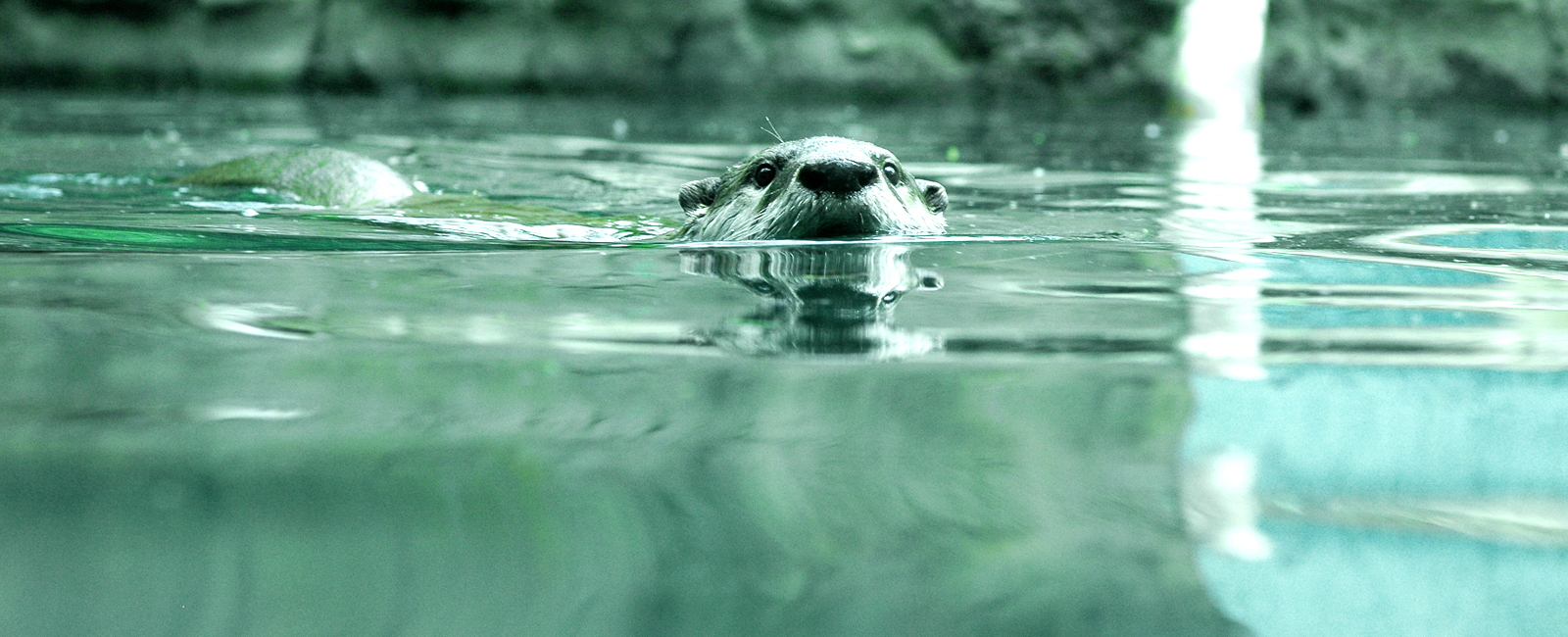 An otter spying out of the water during a daily swim. 