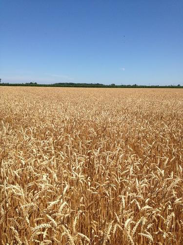 Star of the West wheat