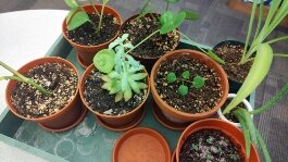 Herrick District Library will host a free plant and seed swap 10 a.m. to 1 p.m. Saturday, April 20.