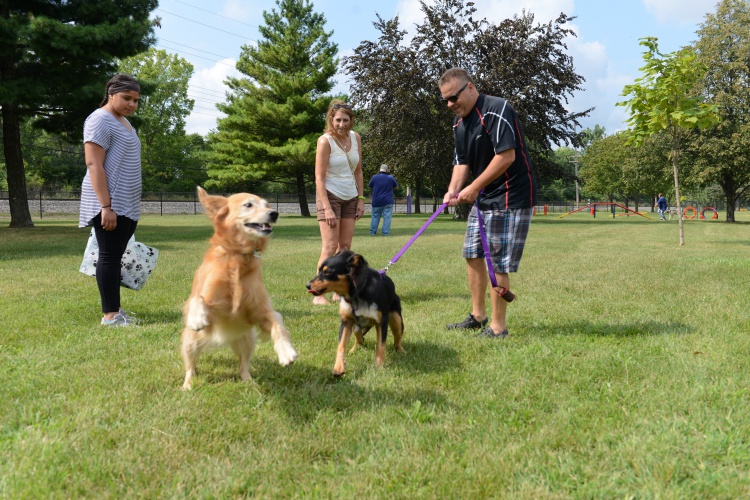 The new Dearborn dog park is located behind the Henry Ford Centennial Library and features an area for large dogs and an area for small dogs. Photo by Jessica Strachan.