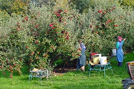 fruit-pickers-list-wikimedia-commons.jpg