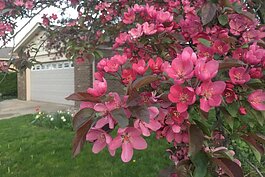 Albany Drive in the springtime.