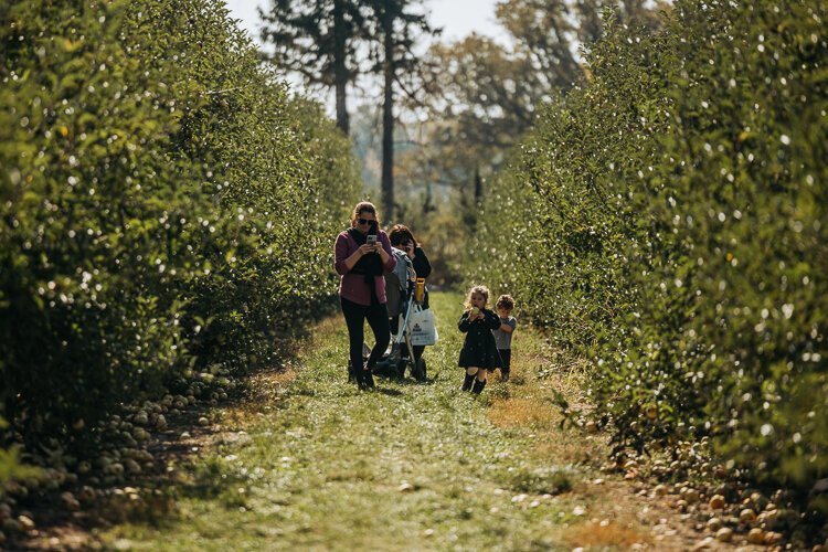 A family engages in apple picking at Blake's Orchard.