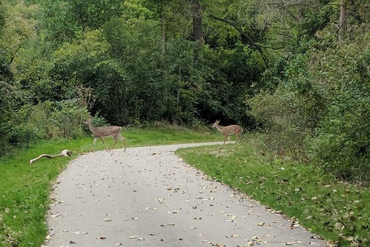 Deer prance around a segment of the Lower Rouge Greenway.
