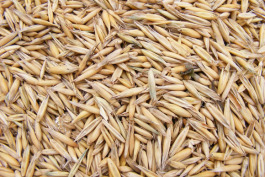 Grain is a major mid-Michigan commodity.