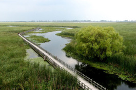 Point Pelee Marsh.