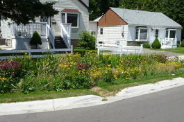 A rain garden on the street side is one way to improve the urban water cycle.