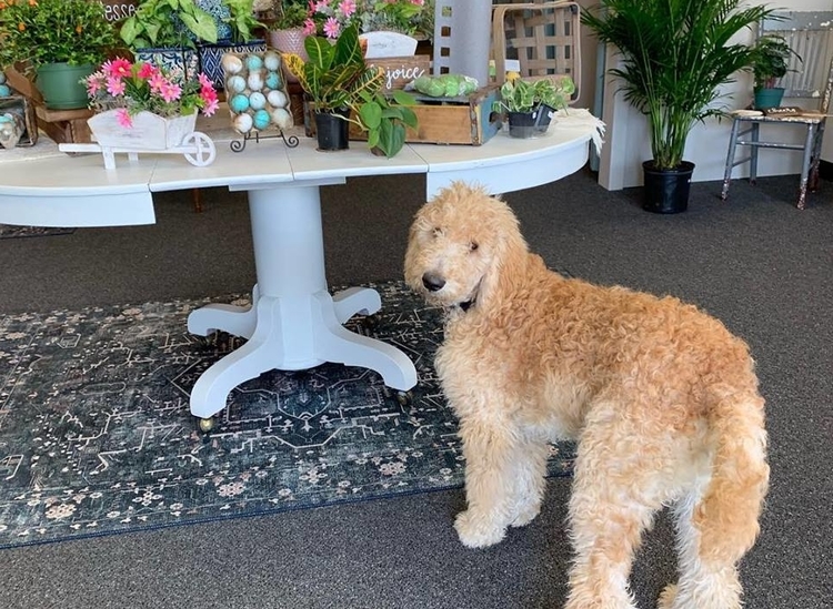 Murphy, one of two golden doodles can sometimes be seen welcoming guests. 