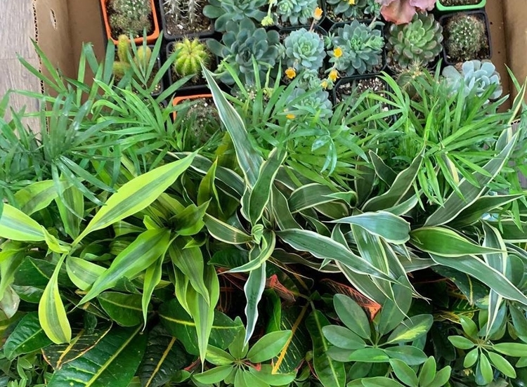 Botanica Modern Market has a variety of plants for your home or office.