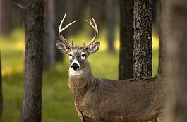 Firearm deer hunting season begins on Nov. 15.