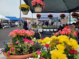 Flowers on sale at the Farmers Market