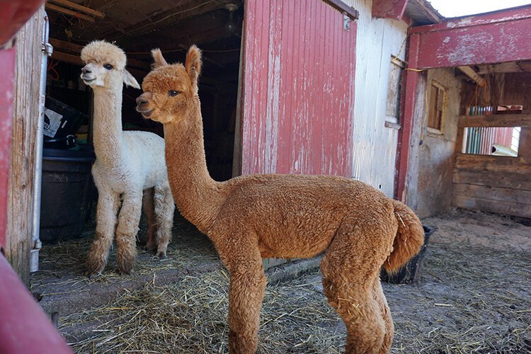 These alpacas, Zeus and Rocky, just turned 1 this year. They live at Grandma's Pumpkin Patch.