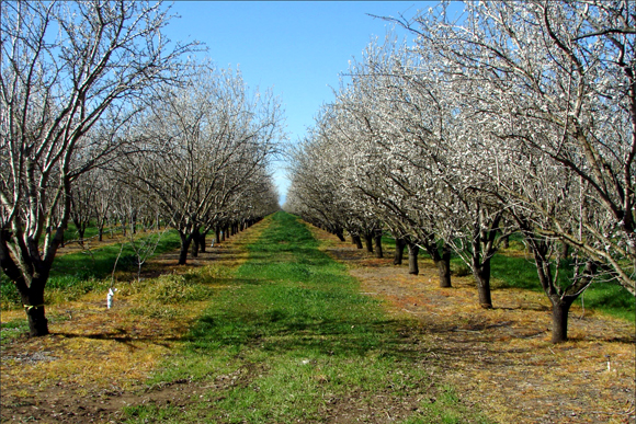 Life in an orchard: Growth, fruition and death. Repeat. 