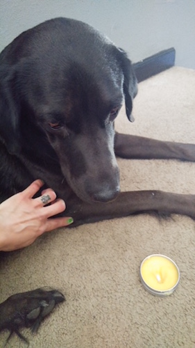 Brook Green’s dog Zeus gets an application of CBD ointment to control seizures. Photo courtesy Brook Green.
