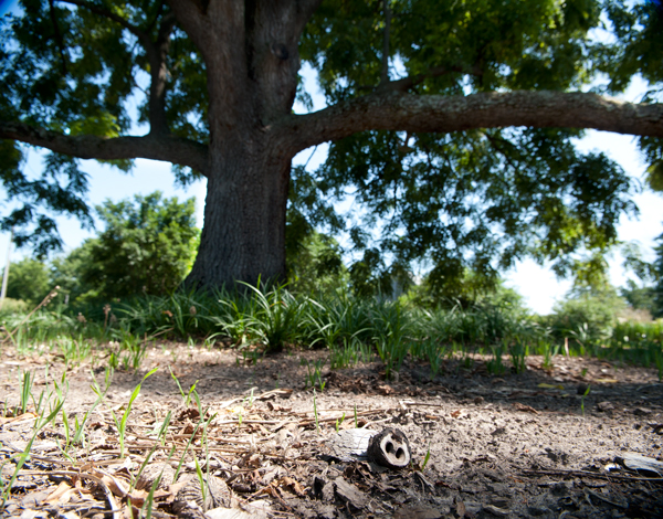 An ancient walnut tree sits in the front yard of Tom and Joyce's Walnut Hill Farm.  