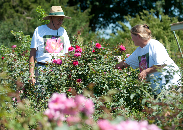Tom, left, and Joyce Conklin pick bad buds off a rose bush at Walnut Hill Farm. 