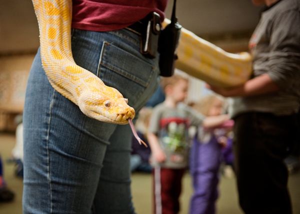 The Knee High Naturalists are introduced to an albino python at Binder Park Zoo. 
