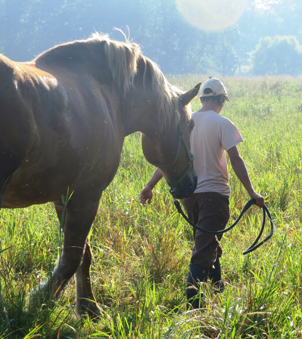 Gina Wertz walks through the field with her draft horse Prince. 