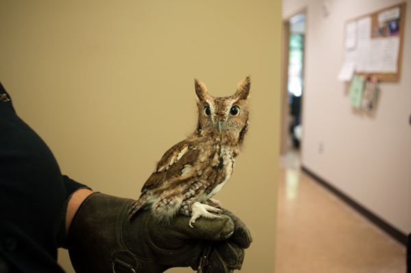 A Screech Owl is used as a teaching tool at Nature’s Way Preschool. 