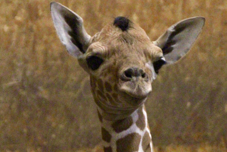 A new baby giraffe has been born at Binder Park Zoo