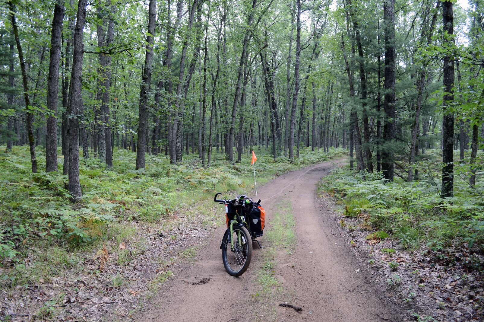 In the Manistee National Forest.