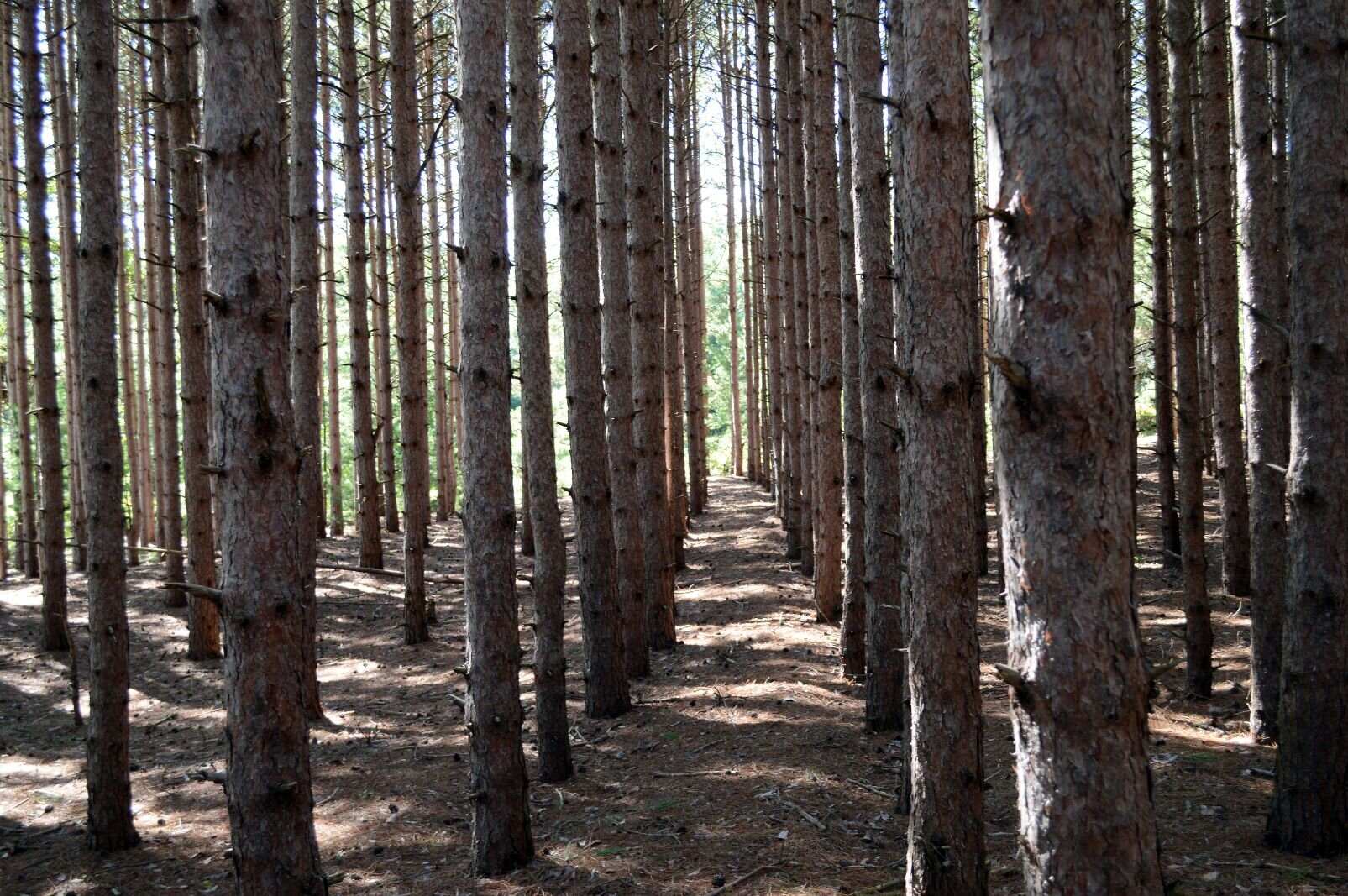 Pine plantation, likely from the CCC’s efforts to reforest Michigan during the Great Depression.