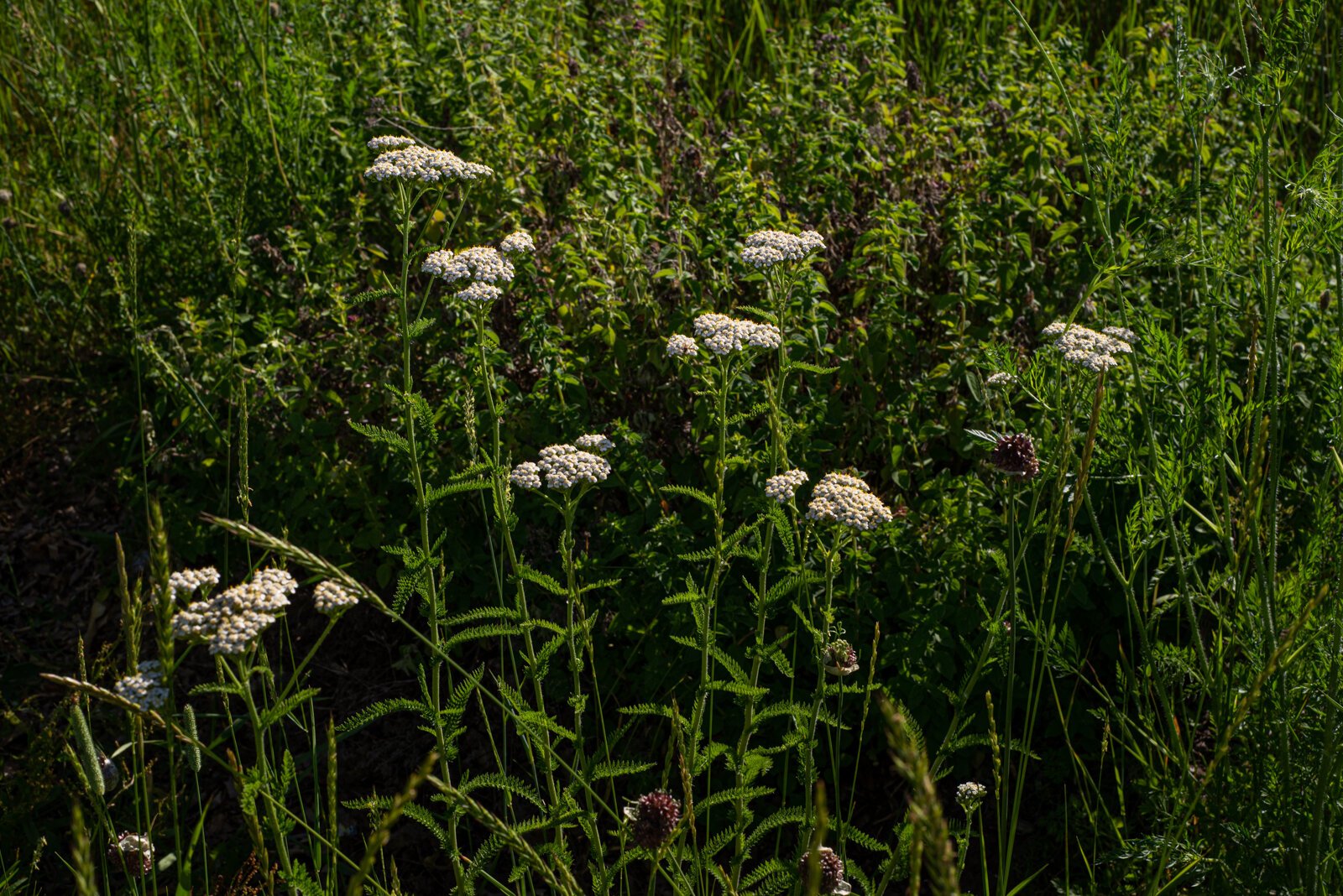 Wildflowers grow in many places on the property. 