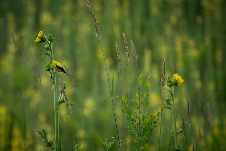 Yellow finches in the field next to the creek on Reed Street have their own song to sing.  