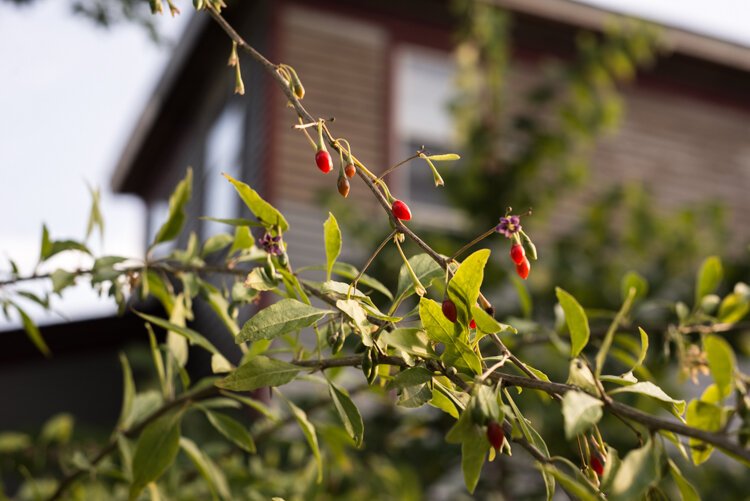 Goji berries are known for their bolstering of the immune system. Cardinals love them, too.