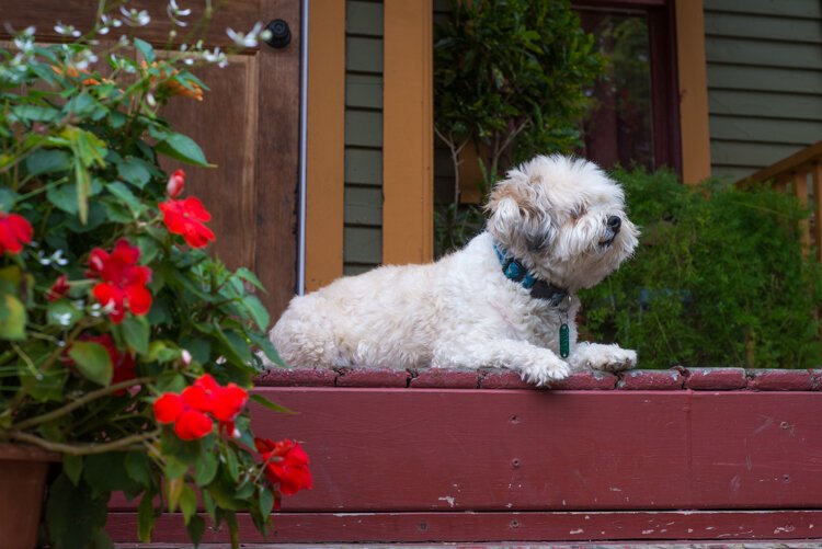 Romeo, Martha Gonzalez' dog, makes a perfect gardening and walking companion.