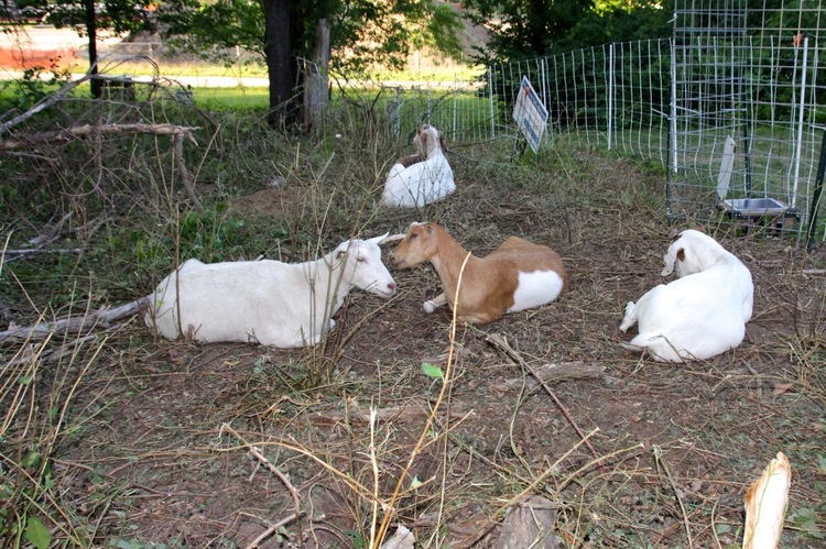Goats relax after eating for a little more than a day.